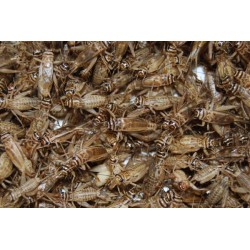 Pinhead Crickets